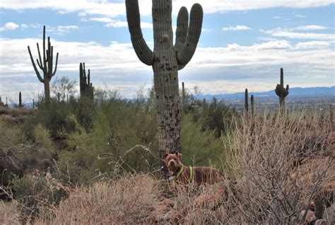 Funny pitbull dogs, funny pitbull, cute pitbull vines, funniest pitbull puppies, cute pitbull and many more videos in this compilation. #desert #arizona #pitbull | Pitbulls, Puppies, Garden tools