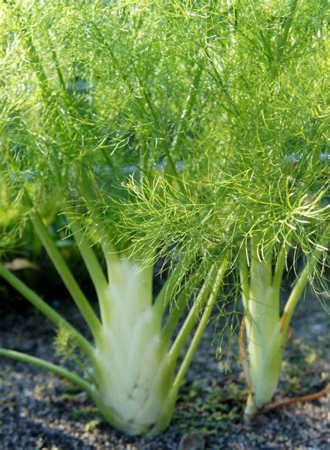 Fennel Sowing Growing Harvest How To Blanch It And Flavor Salt With It