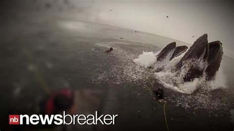 Close Call Two Divers Almost Swallowed By Hungry Whales Caught On Tape