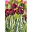 Dark Red Tulips  High Quality Nature Stock Photos Creative Market