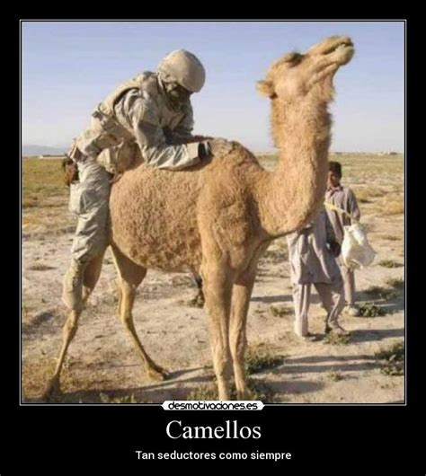Imágenes Y Carteles De Camellos Pag 7 Desmotivaciones
