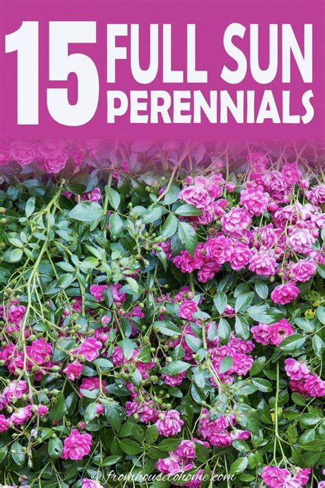 You can also boost your borders and fill in gaps with our quick growing, long flowering and wonderfully colourful border fillers. Full Sun Perennials: 17 Low Maintenance Plants That Thrive ...