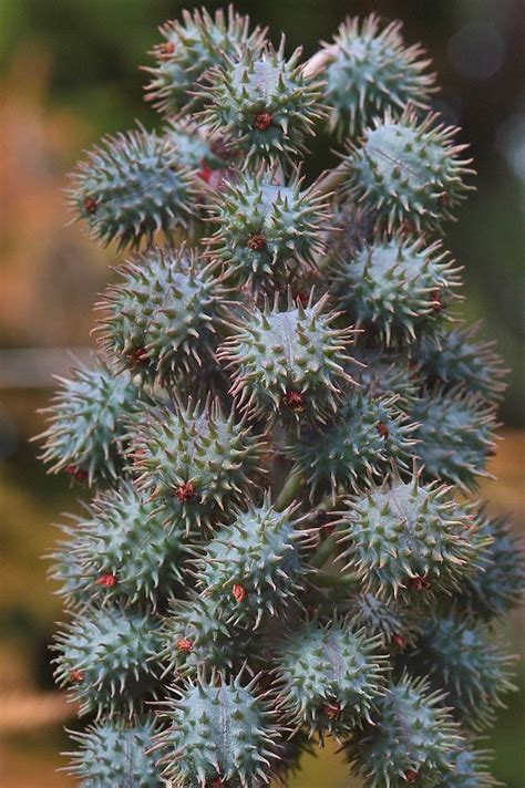 1.7 industrial uses of castor oil castor oil has an unpleasant aroma and flavor, so it is usually mixed with highly aromatic oils to. Photo 684-23: Fruits of Ricinus communis (Castorbean ...