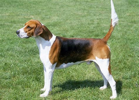 Foxhound Dog Breeds Facts Advice And Pictures Mypetzilla Uk