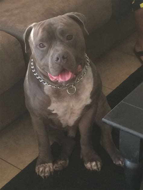 2year Old Bull Mastive Blue Nose Pit Hes A Mix My Baby But Hes A Love