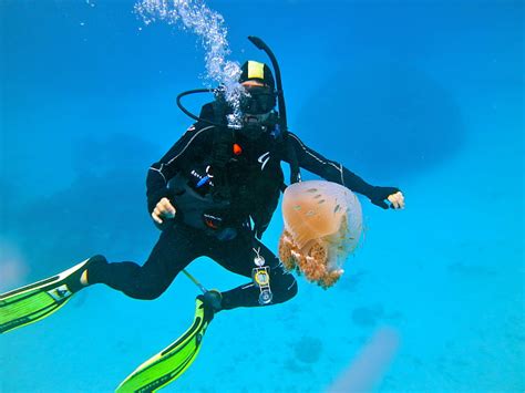 Hd Wallpaper Diver Diving Ocean Scuba Sea Underwater Wallpaper