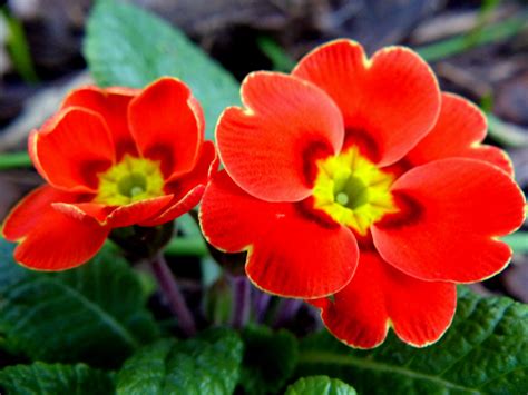 They include the familiar wildflower of banks and verges, the primrose (p. Primeln im Februar Foto & Bild | pflanzen, pilze ...
