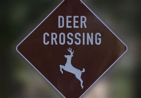 Deer Crossing Sign Free Stock Photo Public Domain Pictures