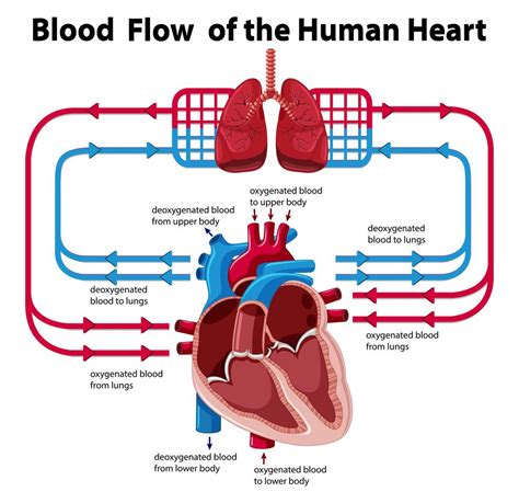 Gráfico Mostrando O Fluxo Sanguíneo Do Coração Humano 418877 Vetor No