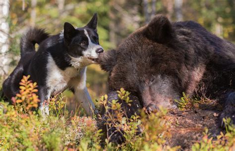 Karelian Bear Dog And King Of The Forest Rhunting
