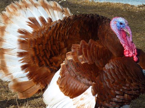 How Big Turkeys Were Then And Now Business Insider