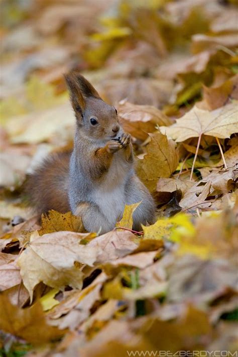 Autumn Squirrel By Sergey Bezberdy Hamsters Animals And Pets Baby