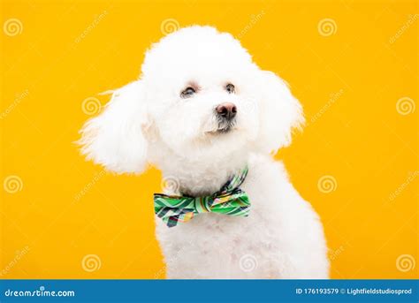Havanese Dog In Bow Tie Isolated Stock Image Image Of Cute Fauna