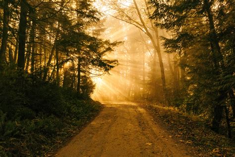 Wallpaper Land Scape Forest Sun Rays Through Trees Colours