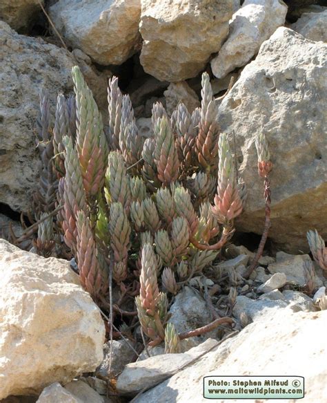 Wild Plants Of Malta And Gozo Plant Sedum Sediforme Mediterranean