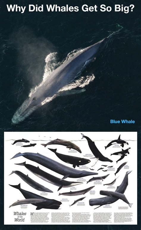 To capture its prey, the blue whale has a very special technique: Why Did Whales Get So Big? | Whale, Oceans of the world ...
