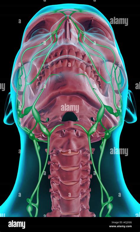 Lymph Node Back Of Neck Anatomy Lymph Nodes Lymph Nodes Lymphatic