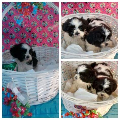 We've recently moved to a farm in monticello and desire to have more puppies available for our owners. Tiny TEACUP CKC Reg. Imperial Shih Tzu Puppies for Sale in ...
