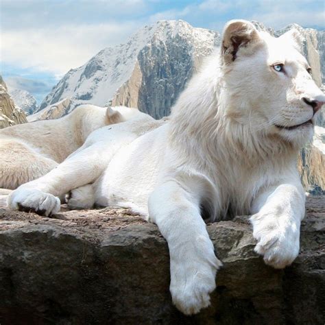 The Most Beautiful Catthose Eyes White Lion