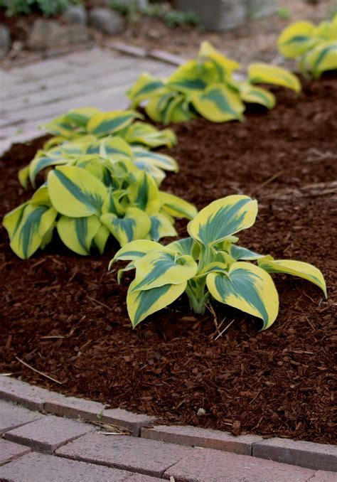 Shadowland Autumn Frost Hosta Will Brighten Up Your Shady Spots With