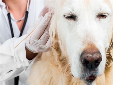 Eine verstopfung beim hund erkennen und behandeln leidet der hund unter einer verdauungsstörung, kann das weitreichende folgen auf seine gesundheit und sein weiteres leben haben. Ohrmilben beim Hund - Erkennen, Ansteckung und Behandeln