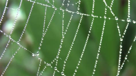 Spider Web Early Morning Dew With Macro Youtube