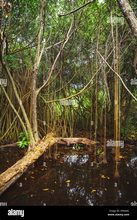 Wild Dark Tropical Forest Landscape With Mangrove Trees Growing In
