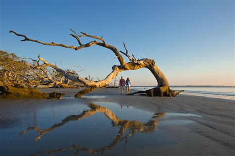 Driftwood On The Beach East Coast Beaches Southern Beach Jekyll Island
