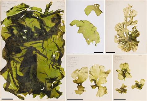 Ulva Fenestrata Specimens Collected During This Study Clockwise From