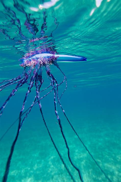 Deadly Portuguese Man Of War Are Heading For Uk Beaches