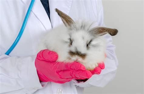 Veterinarian Doctor Holding A Baby White Rabbit At Medical Clinic Stock