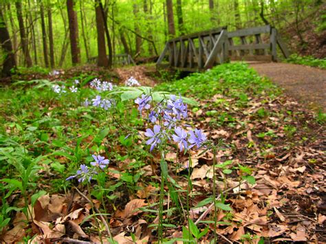 Forest Wildflowers Footbridge Flowers Free Nature Pictures By