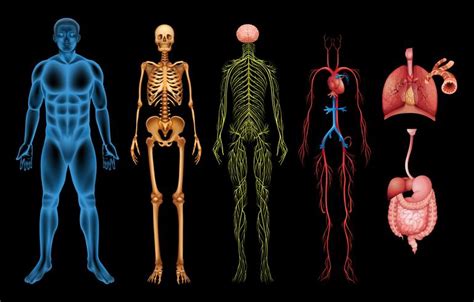 Sistemas Del Cuerpo Humano 295668 Vector En Vecteezy