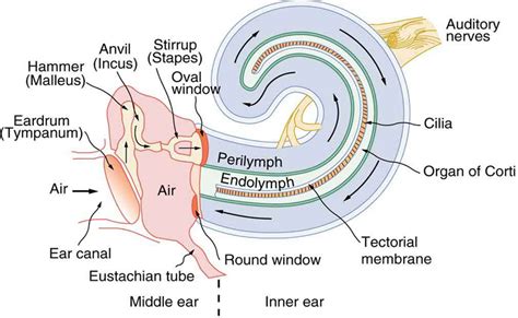 What Part Of The Ear Converts Sound Waves To Nerve Signals Socratic