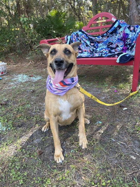 Dog For Adoption Tressa A Black Mouth Cur And Belgian Shepherd