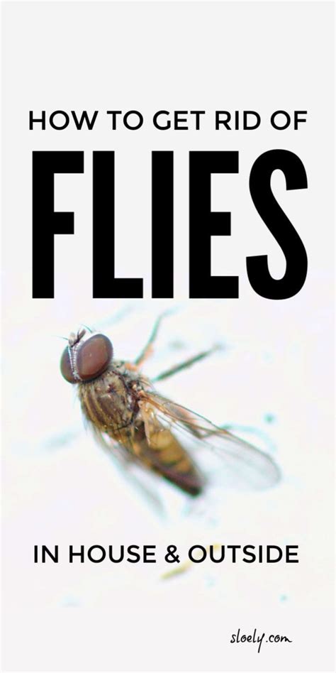 Get Rid Of Flies Naturally Get Rid Of Flies Fly Repellant Diy
