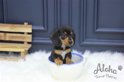 The dachshund, or wiener dog, is a lively, clever, & courageous dog that is generally good with children. Dachshund Puppies For Sale | New York, NY #308212