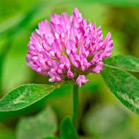 Outsidepride Red Clover Seed Nitro Coated Inoculated 2 Lbs
