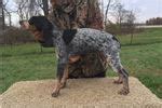 I have a litter of beautiful redbone/bluetick cross coonhound puppies. Bluetick Coonhound Puppies for Sale from Reputable Dog ...