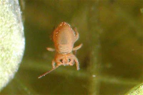 Definition, rechtschreibung, synonyme und grammatik von 'springschwanz' auf duden online nachschlagen. Collembola Springschwanz
