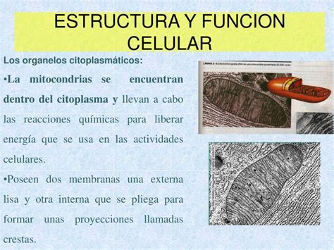 Ppt Evolucion De La Teoria Celular Powerpoint Presentation Free