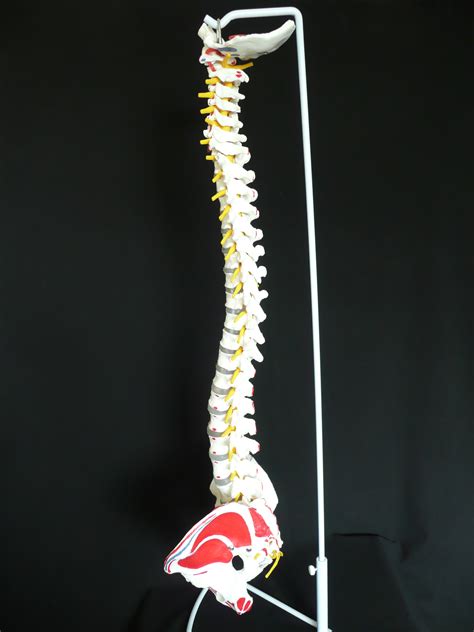 Anatomical Human Vertebral Column Spine Model With Muscle Insertions