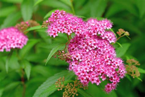 How To Grow And Care For Spirea Shrubs