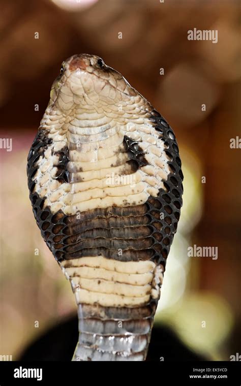 King Cobra Teeth Hi Res Stock Photography And Images Alamy