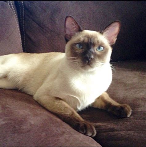 Tonkinese Cat Breed Information Pictures Characteristics And Facts In
