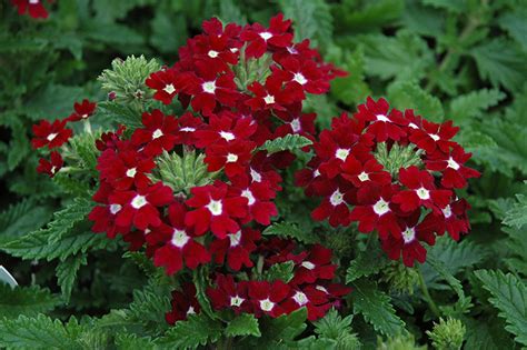 It belongs to the cristata group of cultivars, known for flower heads in a variety of shapes and vivid colors. Aztec Red Velvet Verbena (Verbena 'Aztec Red Velvet') in ...