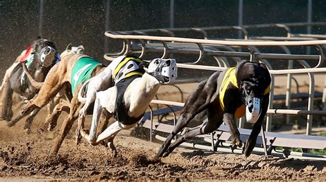 Can greyhound racing in Iowa survive after Florida bans the sport?
