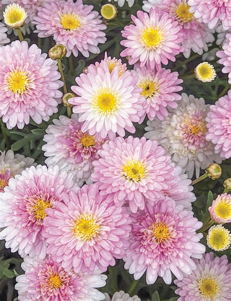 Marguerite Daisy Honeybees Double White Pink Tesselaar