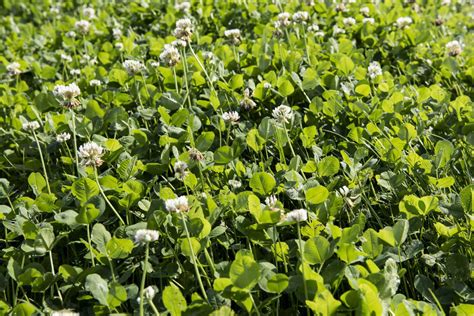 Top Tips For Introducing White Clover Germinal Gb
