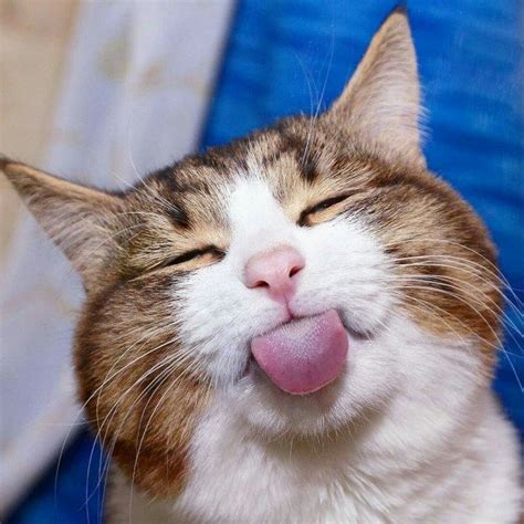 Download and use 100,000+ cute animals stock photos for free. 53 Animals Being Cute And Comical | CutesyPooh | Funny cat ...